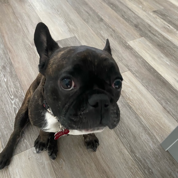 Meet your Posher, Lavinia - Picture 1 of 1